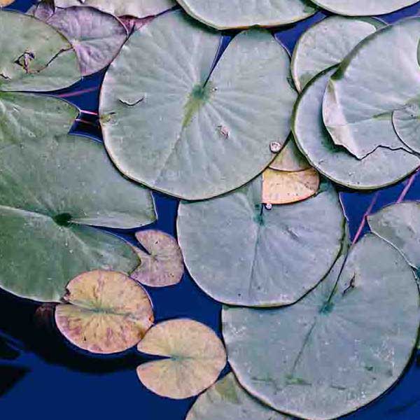 Water Lilly Pads makes a perfect background for any fresh or salt water tank or aquarium as well as dry terrariums.