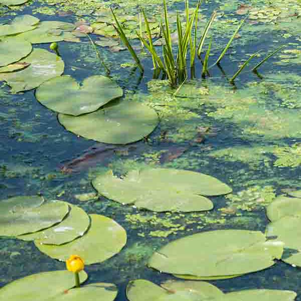 Water Lilly Pads X makes a perfect background for any fresh or salt water tank or aquarium as well as dry terrariums.