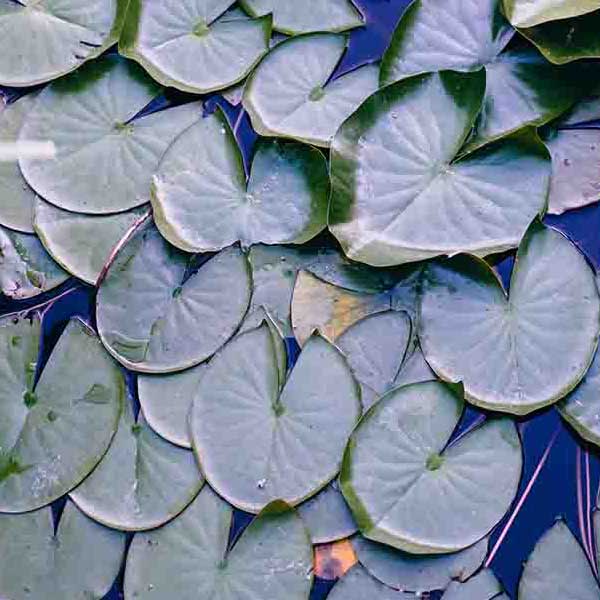 Water Lilly Pads II make a perfect background for any fresh or salt water tank or aquarium as well as dry terrariums.