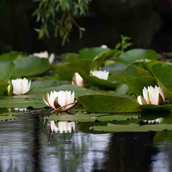 Water Lilly Pads III make a perfect background for any fresh or salt water tank or aquarium as well as dry terrariums.