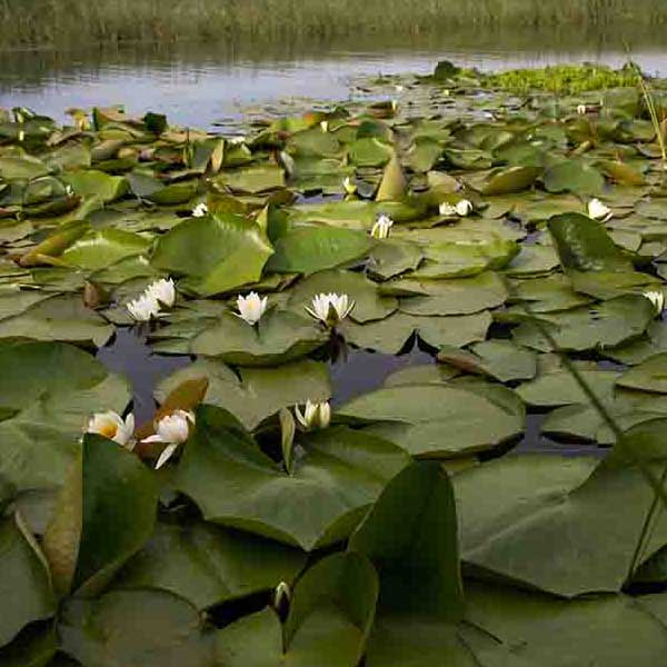 Water Lilly Pads IV make a perfect background for any fresh or salt water tank or aquarium as well as dry terrariums.