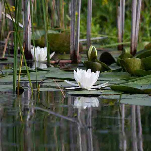 Water Lilly Pads V make a perfect background for any fresh or salt water tank or aquarium as well as dry terrariums.