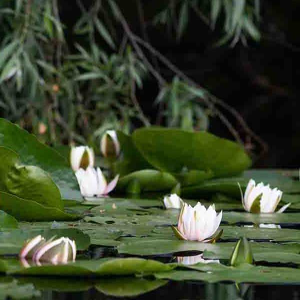 Water Lilly Pads VI make a perfect background for any fresh or salt water tank or aquarium as well as dry terrariums.