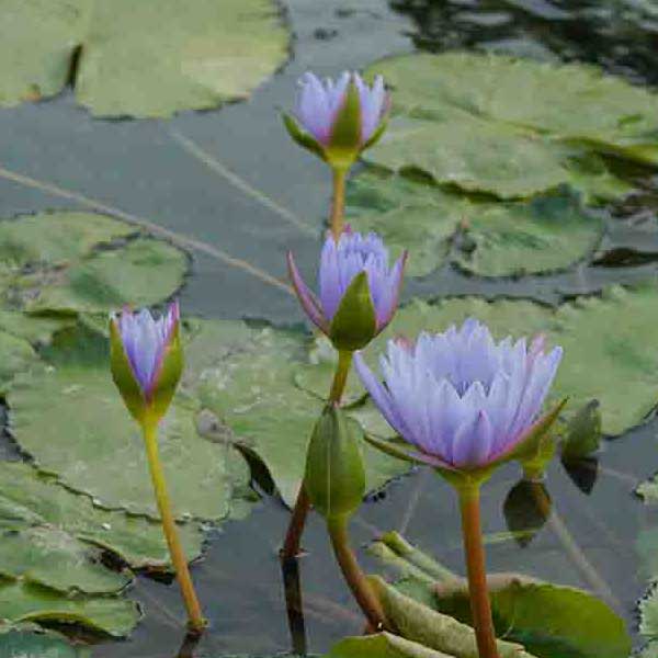 Water Lilly Pads VII make a perfect background for any fresh or salt water tank or aquarium as well as dry terrariums.