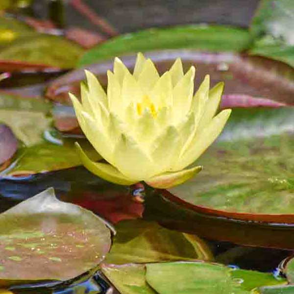 Water Lilly Pads VIII make a perfect background for any fresh or salt water tank or aquarium as well as dry terrariums.