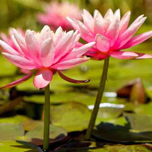 Water Lilly Pads IX make a perfect background for any fresh or salt water tank or aquarium as well as dry terrariums.