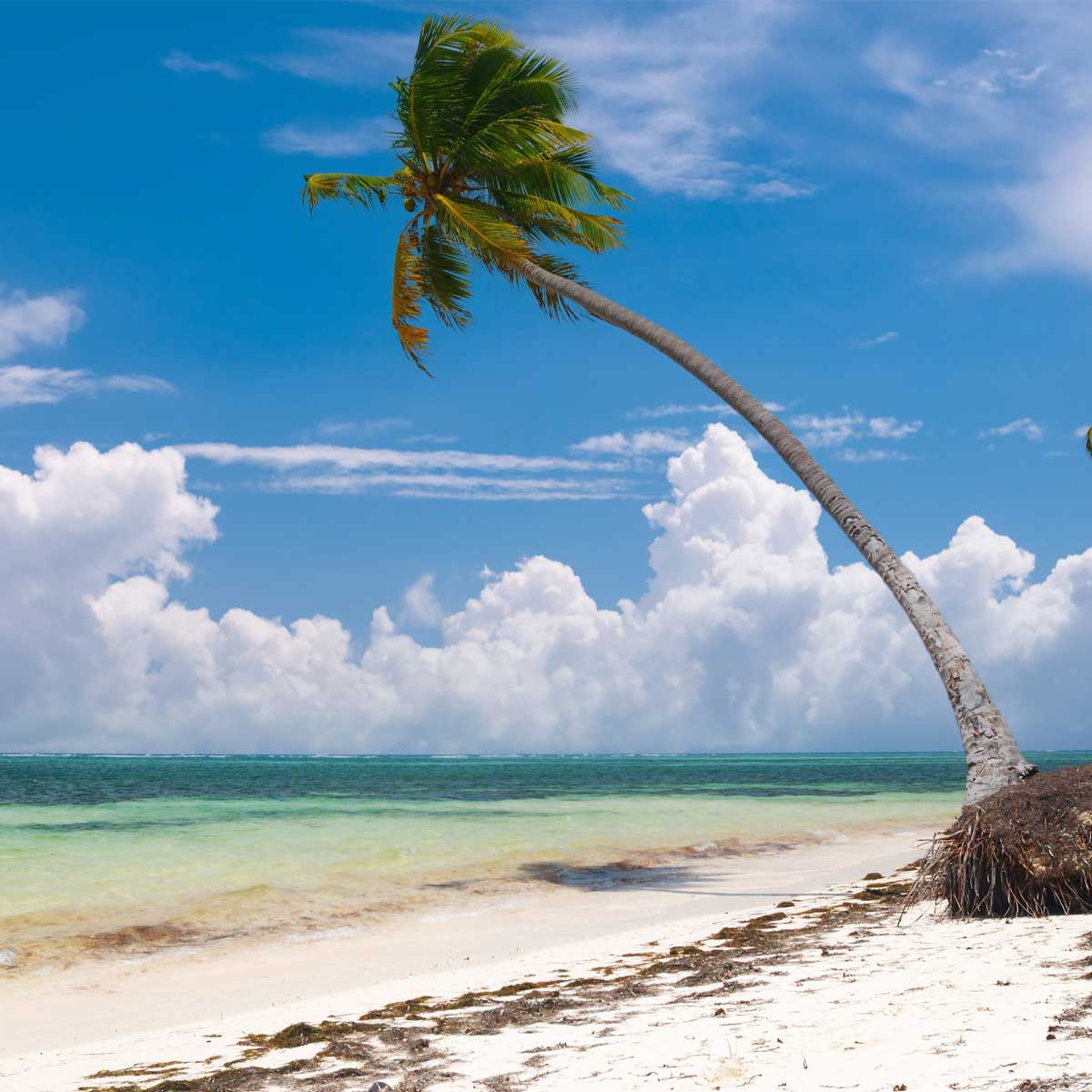 Beach with Palm Tree Tank Background