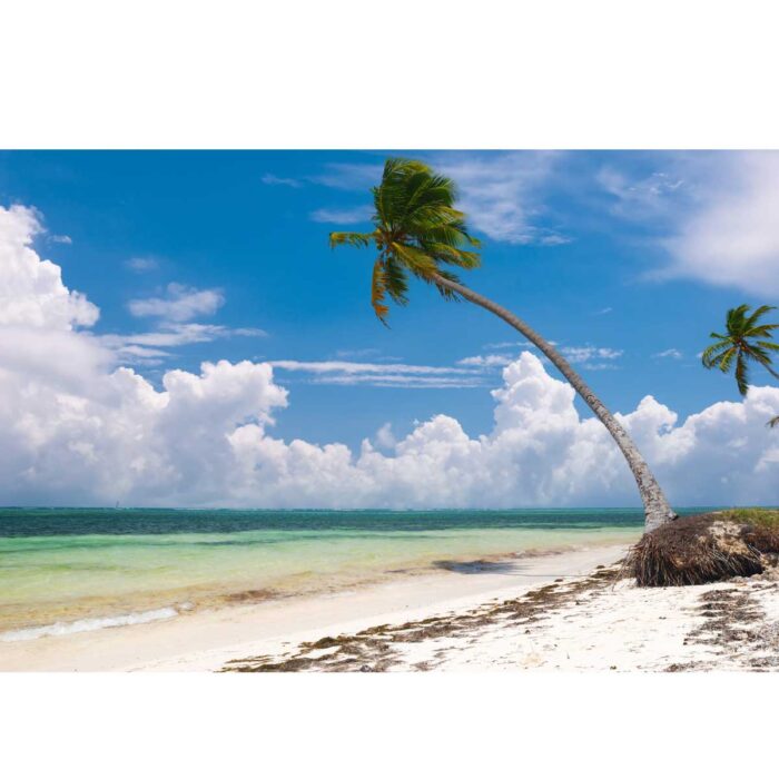 Beach with Palm Tree Tank Background