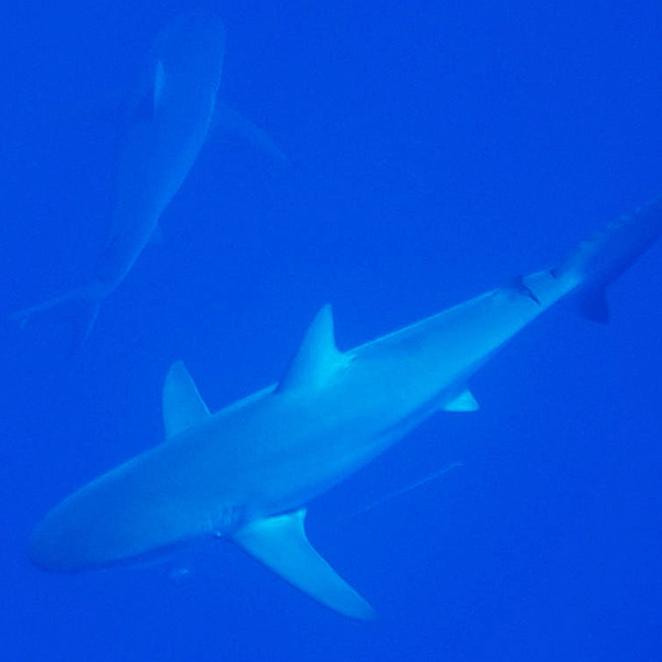 Above Shark Angle will make a perfect background for any fresh or salt water tank or aquarium as well as dry terrariums.