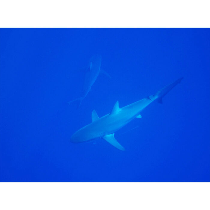 Above Shark Angle will make a perfect background for any fresh or salt water tank or aquarium as well as dry terrariums.