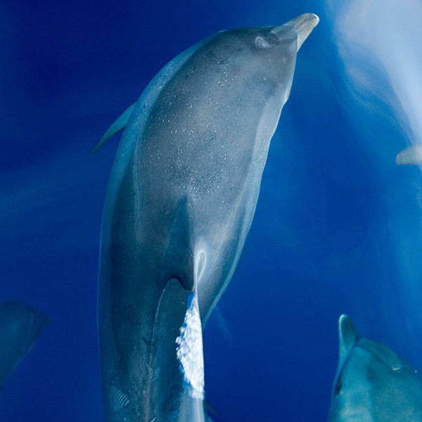 Above The Dolphins will make a perfect background for any fresh or salt water tank or aquarium as well as dry terrariums.