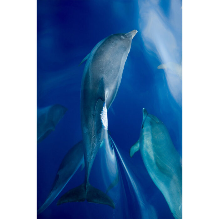 Above The Dolphins will make a perfect background for any fresh or salt water tank or aquarium as well as dry terrariums.