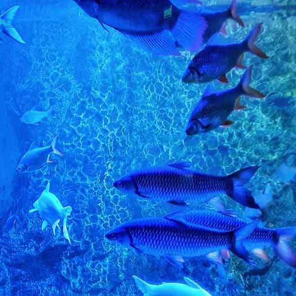 Amazing Blue Fish will make a perfect background for any fresh or salt water tank or aquarium as well as dry terrariums.