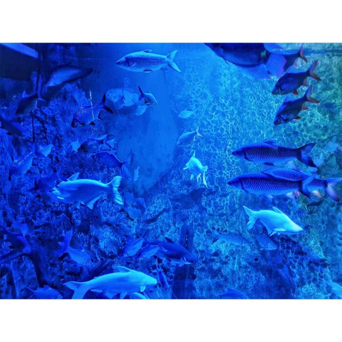 Amazing Blue Fish will make a perfect background for any fresh or salt water tank or aquarium as well as dry terrariums.