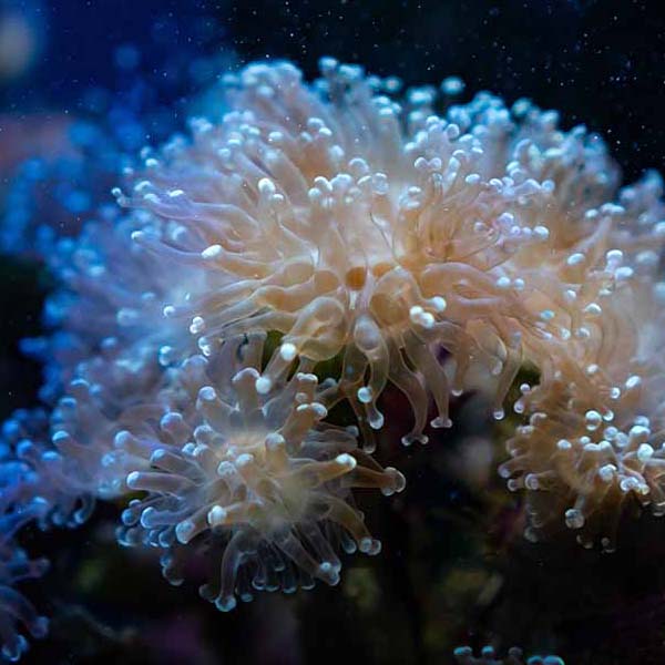 Amazing Coral Reef will make a perfect background for any fresh or salt water tank or aquarium as well as dry terrariums.