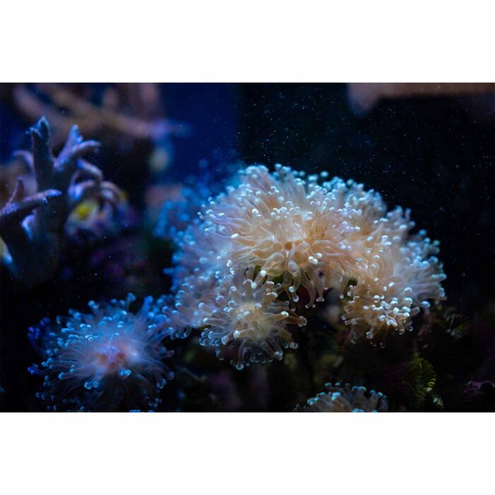 Amazing Coral Reef will make a perfect background for any fresh or salt water tank or aquarium as well as dry terrariums.