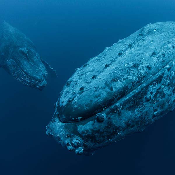 Amazing Humpback Whales will make a perfect background for any fresh or salt water tank or aquarium as well as dry terrariums.