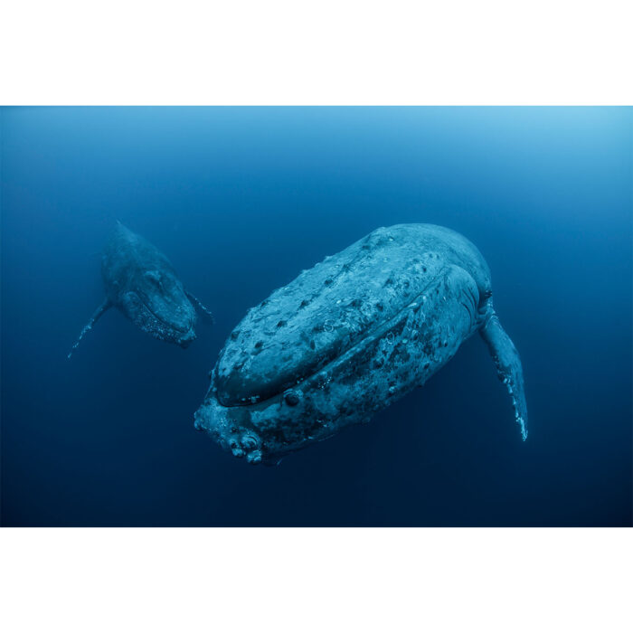 Amazing Humpback Whales will make a perfect background for any fresh or salt water tank or aquarium as well as dry terrariums.