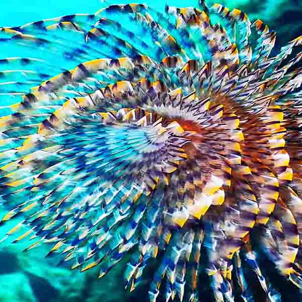 Amazing Sea Life will make a perfect background for any fresh or salt water tank or aquarium as well as dry terrariums.