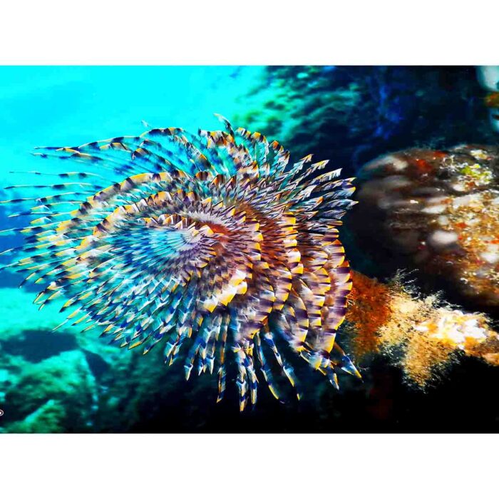 Amazing Sea Life will make a perfect background for any fresh or salt water tank or aquarium as well as dry terrariums.