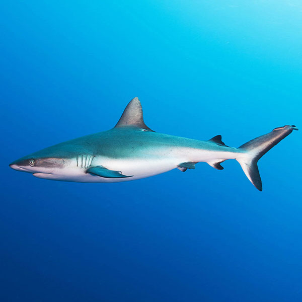 Amazing Shark Swimming will make a perfect background for any fresh or salt water tank or aquarium as well as dry terrariums.