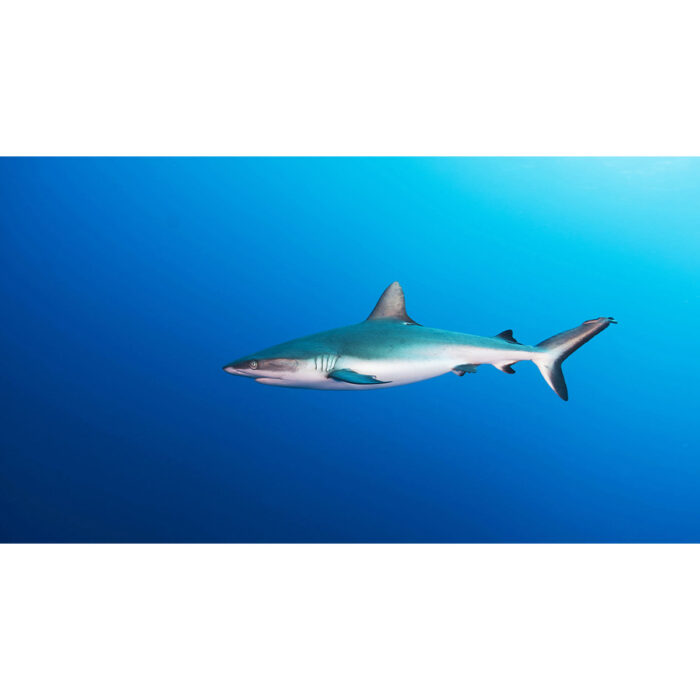 Amazing Shark Swimming will make a perfect background for any fresh or salt water tank or aquarium as well as dry terrariums.