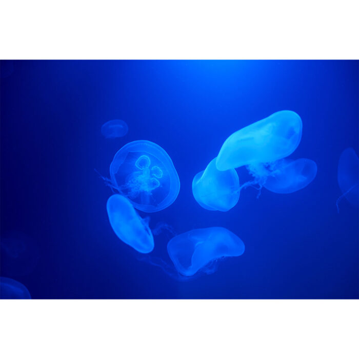 Amazing Tiny Jellyfish will make a perfect background for any fresh or salt water tank or aquarium as well as dry terrariums.