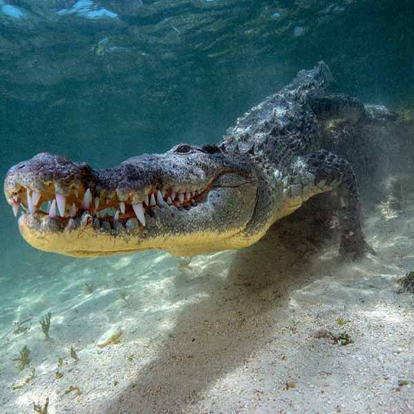 American Crocodile Closeup will make a perfect background for any fresh or salt water tank or aquarium as well as dry terrariums.