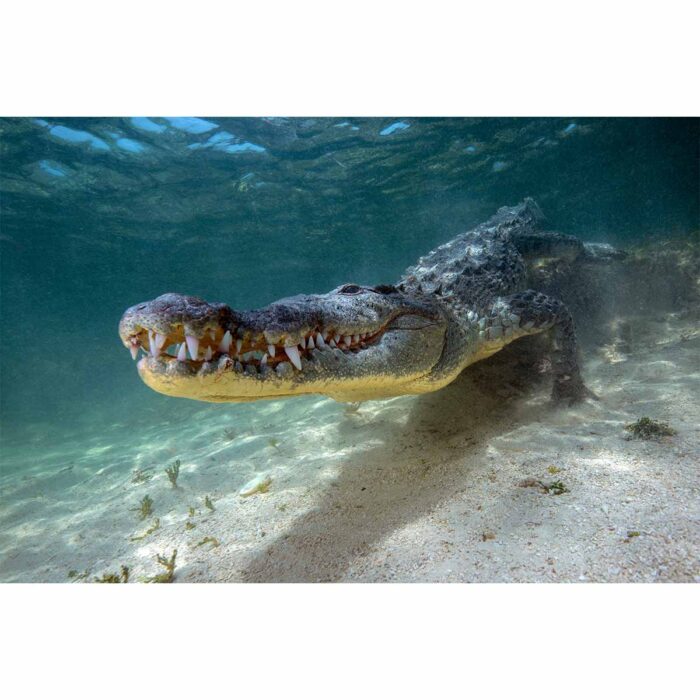 American Crocodile Closeup will make a perfect background for any fresh or salt water tank or aquarium as well as dry terrariums.