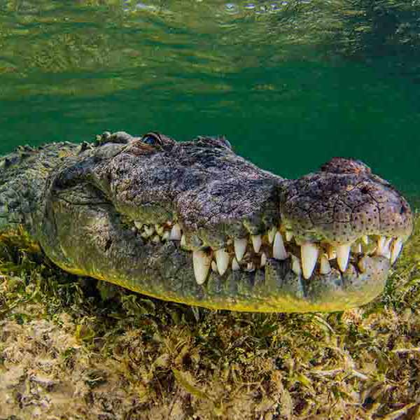 American Crocodile Seabed will make a perfect background for any fresh or salt water tank or aquarium as well as dry terrariums.