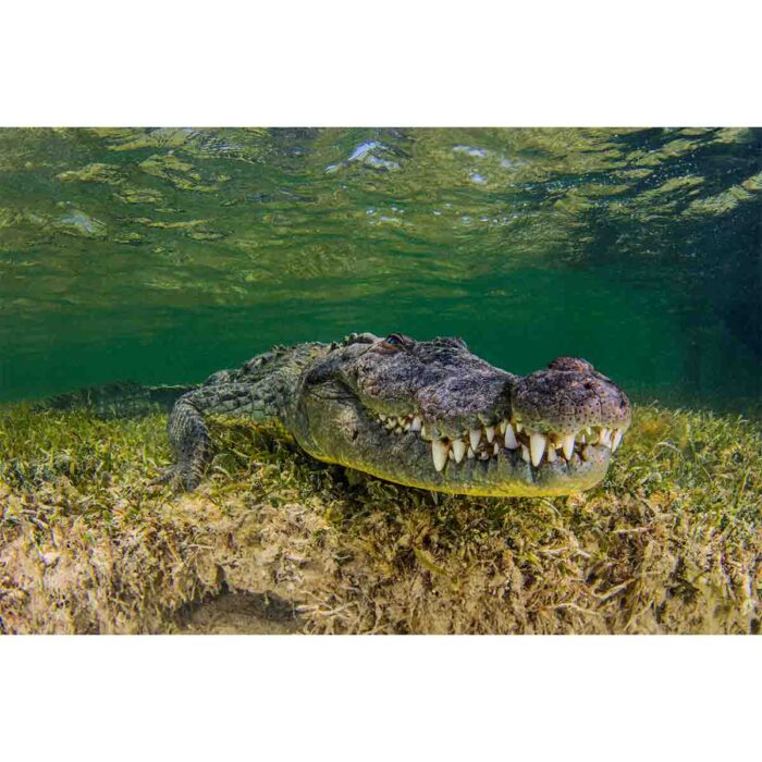 American Crocodile Seabed will make a perfect background for any fresh or salt water tank or aquarium as well as dry terrariums.