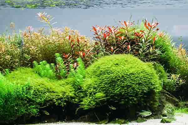 Aquarium Algae Flora makes a perfect background for any fresh or salt water tank or aquarium as well as dry terrariums.