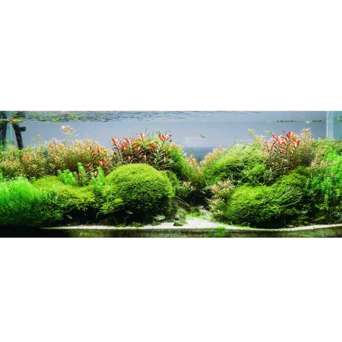 Aquarium Algae Flora makes a perfect background for any fresh or salt water tank or aquarium as well as dry terrariums.