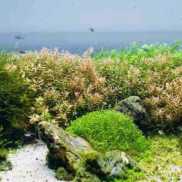 Aquarium Algae Flora II makes a perfect background for any fresh or salt water tank or aquarium as well as dry terrariums.