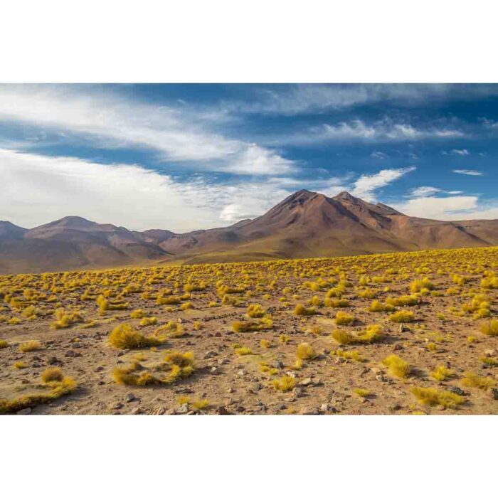 Atacama Chile Desert will make a perfect background for any fresh or salt water tank or aquarium as well as dry terrariums.