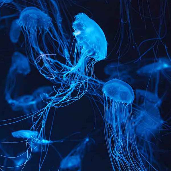 Atlantic Sea Jellyfish will make a perfect background for any fresh or salt water tank or aquarium as well as dry terrariums.