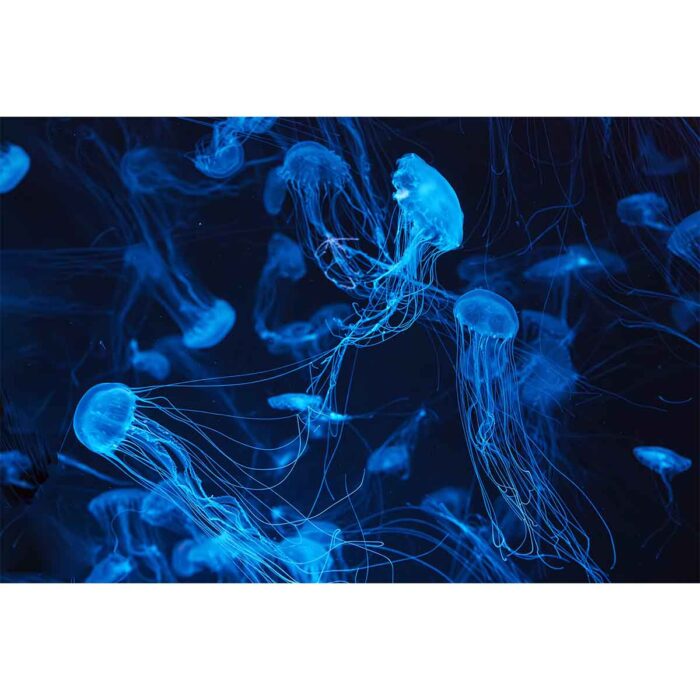 Atlantic Sea Jellyfish will make a perfect background for any fresh or salt water tank or aquarium as well as dry terrariums.