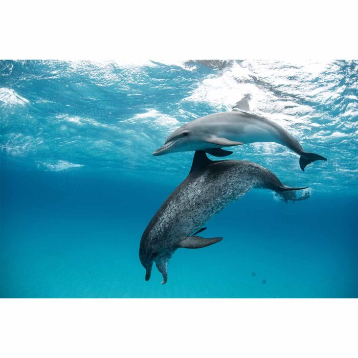 Atlantic Spotted Dolphin will make a perfect background for any fresh or salt water tank or aquarium as well as dry terrariums.