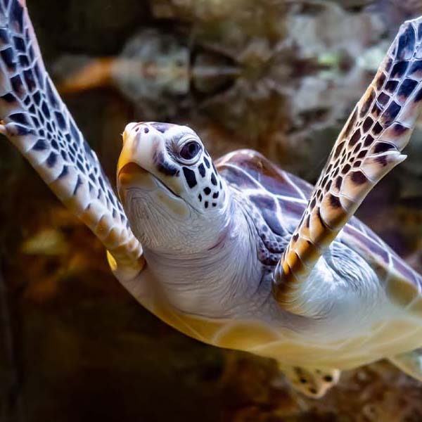 Baby Sea Turtle will make a perfect background for any fresh or salt water tank or aquarium as well as dry terrariums.