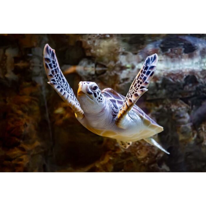 Baby Sea Turtle will make a perfect background for any fresh or salt water tank or aquarium as well as dry terrariums.