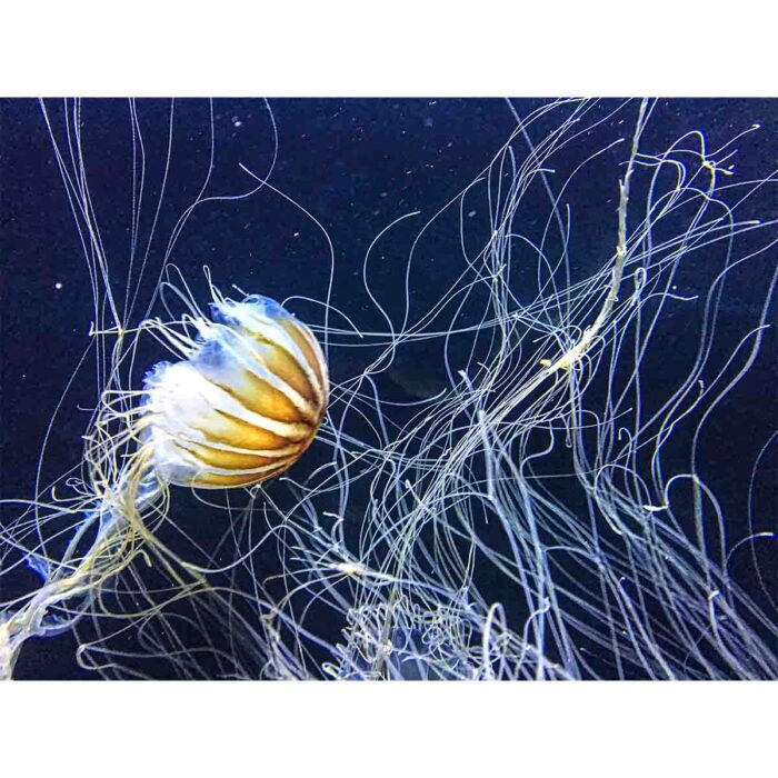 Beautiful Aquarium Jellyfish will make a perfect background for any fresh or salt water tank or aquarium as well as dry terrariums.