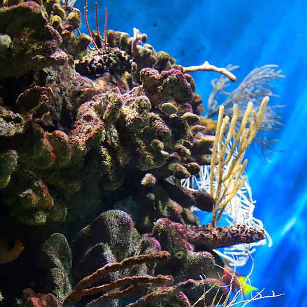 Beautiful Colorful Reef will make a perfect background for any fresh or salt water tank or aquarium as well as dry terrariums.