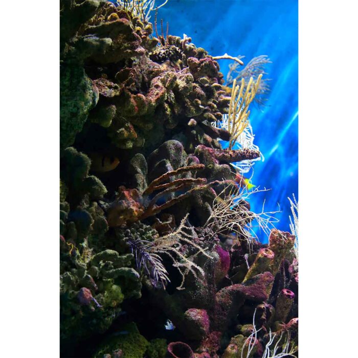 Beautiful Colorful Reef will make a perfect background for any fresh or salt water tank or aquarium as well as dry terrariums.