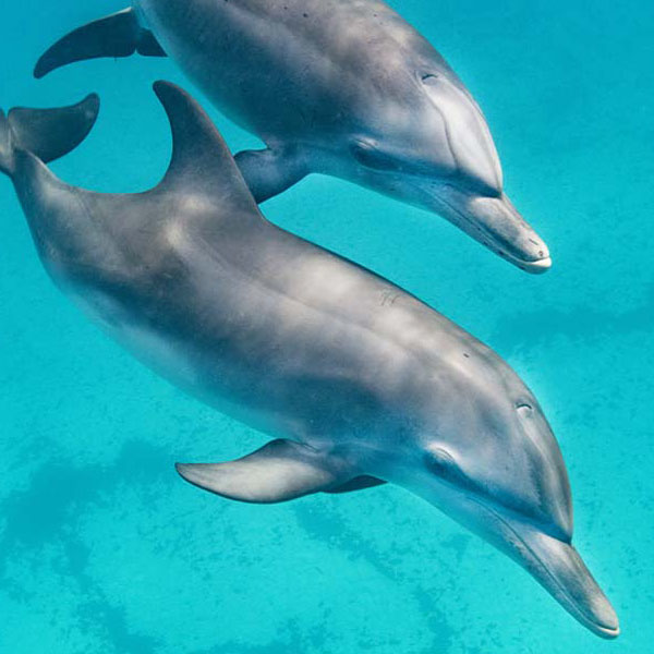 Beautiful Companion Dolphins will make a perfect background for any fresh or salt water tank or aquarium as well as dry terrariums.