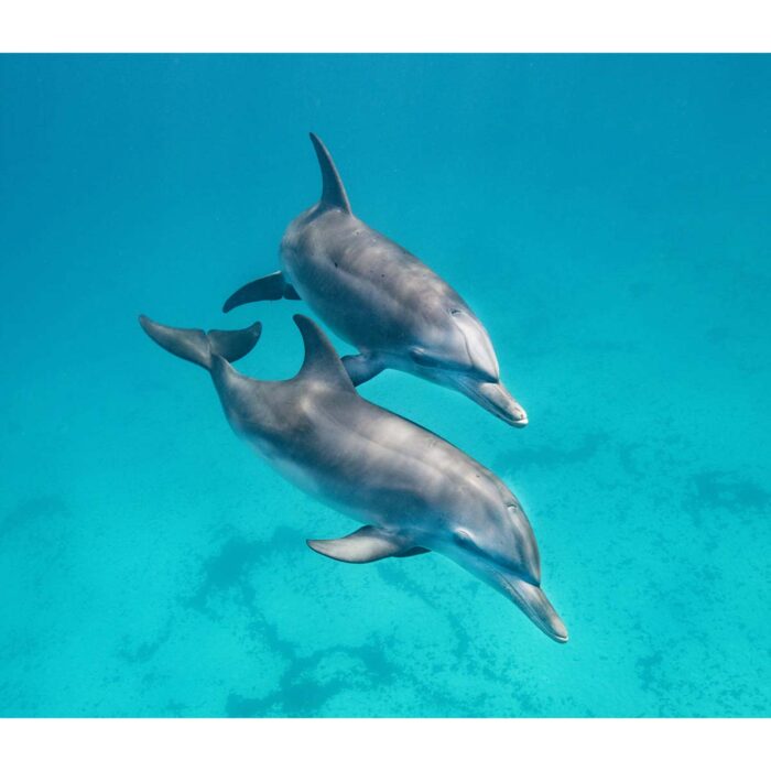 Beautiful Companion Dolphins will make a perfect background for any fresh or salt water tank or aquarium as well as dry terrariums.