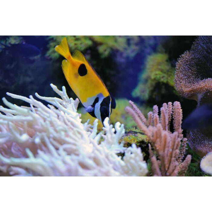 Beautiful Coral Fish will make a perfect background for any fresh or salt water tank or aquarium as well as dry terrariums.