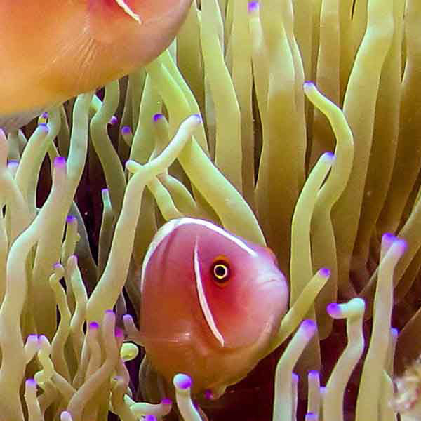 Beautiful Curious Clowns will make a perfect background for any fresh or salt water tank or aquarium as well as dry terrariums.