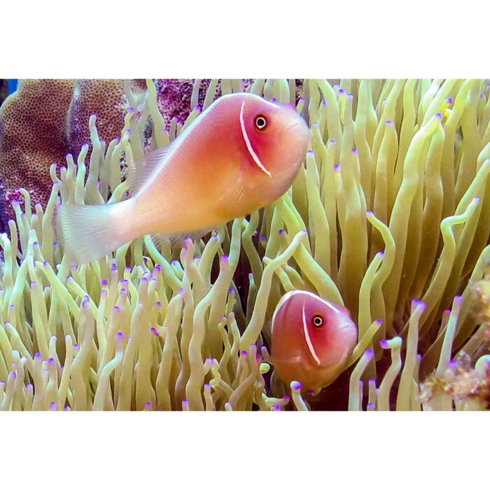 Beautiful Curious Clowns will make a perfect background for any fresh or salt water tank or aquarium as well as dry terrariums.