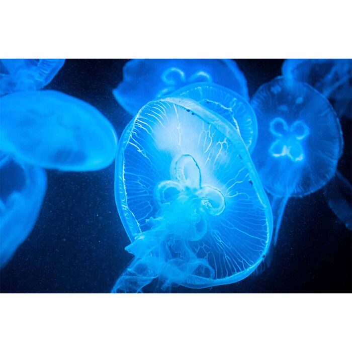 Beautiful Detailed Jellyfish will make a perfect background for any fresh or salt water tank or aquarium as well as dry terrariums.