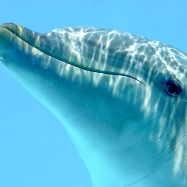 Beautiful Dolphin Closeup will make a perfect background for any fresh or salt water tank or aquarium as well as dry terrariums.